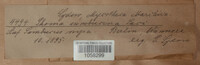 Diaporthe circumscripta image